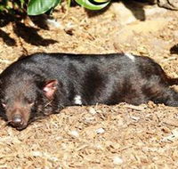 Symbio Wildlife Park - Sunshine Coast Tourism