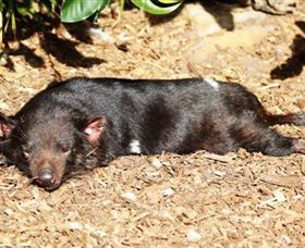 Symbio Wildlife Park - Sunshine Coast Tourism 0