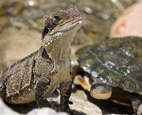 Symbio Wildlife Park - Sunshine Coast Tourism 3