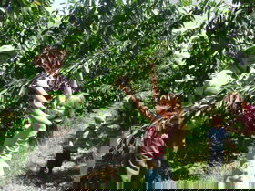 Forest Range Cherries - Holiday Sunshine Coast 0