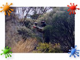 Paintball Skirmish SA - Holiday Sunshine Coast 2