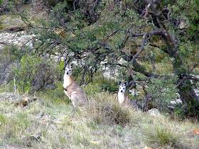 Saunders Gorge Sanctuary - Sunshine Coast Tourism 2