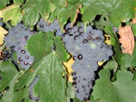 Grancari - Holiday Sunshine Coast 2