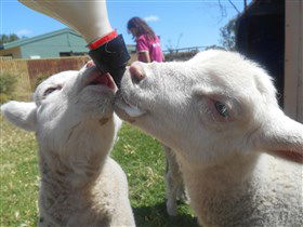 Animal Farm Goolwa - Sunshine Coast Tourism 1