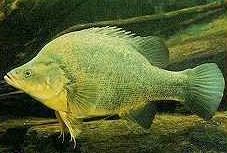 Charleville - Bakers Bend Warrego River Fishing Spot - Holiday Sunshine Coast 2