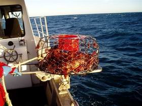 Lacepede Seafood - Holiday Sunshine Coast 1