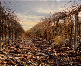 Andrew Peace Wines - Sunshine Coast Tourism 2
