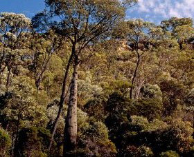 Ka Ka Mundi, Carnarvon National Park - Sunshine Coast Tourism 0