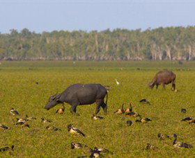 Nature's Way - Sunshine Coast Tourism 4