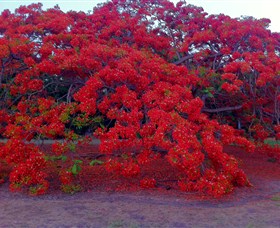George Brown Darwin Botanic Gardens - Sunshine Coast Tourism 1