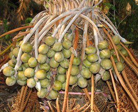 George Brown Darwin Botanic Gardens - Sunshine Coast Tourism 7