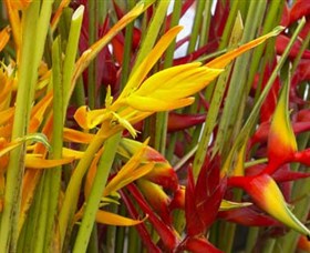 Parap Markets - Holiday Sunshine Coast 1