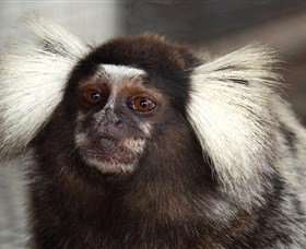 Crocodylus Park - Holiday Sunshine Coast 4