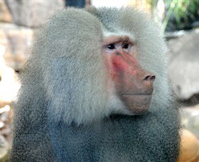 Crocodylus Park - Holiday Sunshine Coast 3