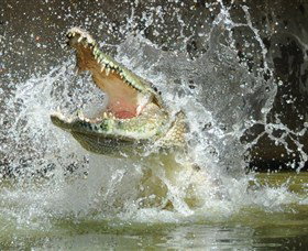 Crocodylus Park - Holiday Sunshine Coast 5