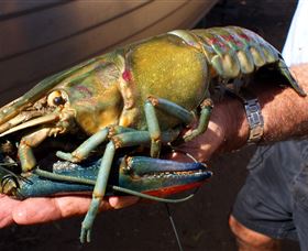 Fairbairn Dam, Lake Maraboon - Holiday Sunshine Coast 3