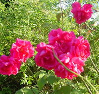 Bishop's Lodge Historic House and Heritage Rose Garden
