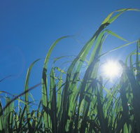 Australian Sugar Industry Museum - Holiday Sunshine Coast