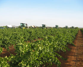 Warburn Estate - Sunshine Coast Tourism 1