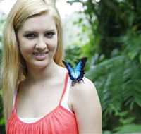 Australian Butterfly Sanctuary - Sunshine Coast Tourism