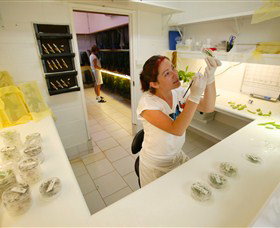 Australian Butterfly Sanctuary - Holiday Sunshine Coast 2