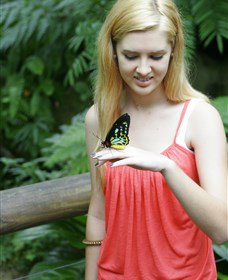 Australian Butterfly Sanctuary - Holiday Sunshine Coast 1