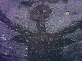  Sunshine Coast Tourism