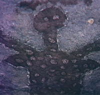 Quinkan Reserves Ancient Rock Art - Sunshine Coast Tourism