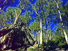 Blackdown Tableland National Park - Holiday Sunshine Coast 3