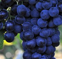 De Bortoli Wines Bilbul - Sunshine Coast Tourism