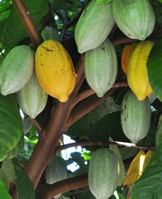 Sweet Farm Tours - Sunshine Coast Tourism 2