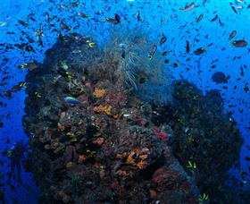 SS Yongala Dive Site - Sunshine Coast Tourism 1