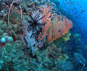 SS Yongala Dive Site - Sunshine Coast Tourism 0