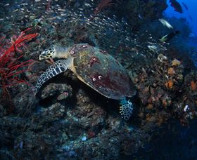 SS Yongala Dive Site - Sunshine Coast Tourism 3