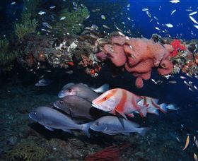 SS Yongala Dive Site - Sunshine Coast Tourism 2