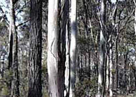 Kingower VIC Holiday Sunshine Coast