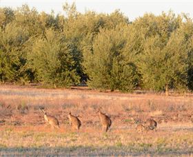 Yarrow Park - Sunshine Coast Tourism 4