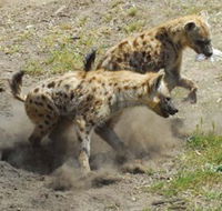 Altina Wildlife Park - Sunshine Coast Tourism