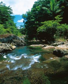 Cedar Creek Falls - Sunshine Coast Tourism 1