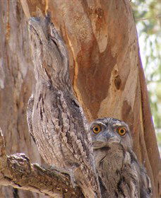 Bird Watching - Sunshine Coast Tourism 0