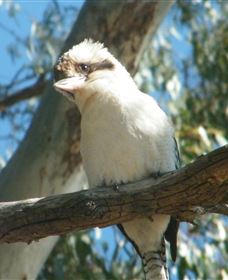 Bird Watching - Sunshine Coast Tourism 1