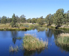 Narrandera Wetlands - Sunshine Coast Tourism 0