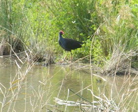 Narrandera Wetlands - Sunshine Coast Tourism 2