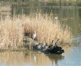 Narrandera Wetlands - Sunshine Coast Tourism 3