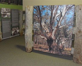Barmah Forest Heritage And Education Centre - Holiday Sunshine Coast 2