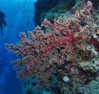 Nursery Bommie Dive Site - Sunshine Coast Tourism