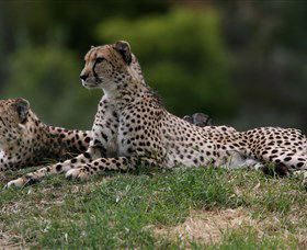 Taronga Western Plains Zoo, Dubbo - Holiday Sunshine Coast 6