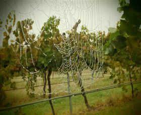 Red Earth Estate Vineyard - Sunshine Coast Tourism 8