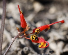  Sunshine Coast Tourism