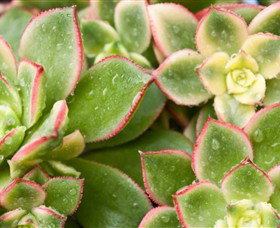 Billabong Garden Complex & Cafe - Holiday Sunshine Coast 0